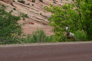 We went through a tunnel on our way to a hike in Zion and found this Bighorn Sheep checking us out. He's tagged, so he's used to visitors.